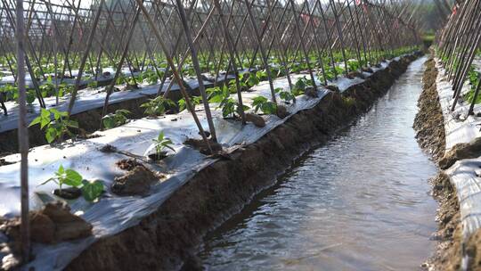 农田灌溉 灌溉 农业生产