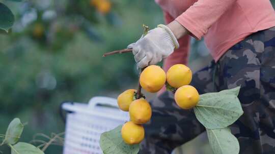 柿子园 果园采摘 农民 丰收 水果 人工