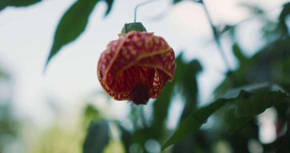 Abutilon Pictum，花，风，