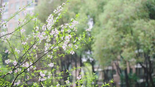 4K唯美春雨桃花