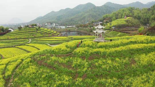 东阳象田村油菜花海风光4K航拍