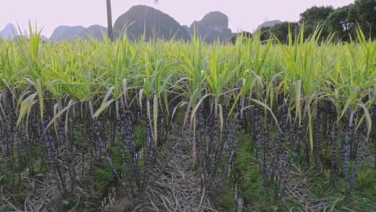 黑皮甘蔗果蔗种植基地