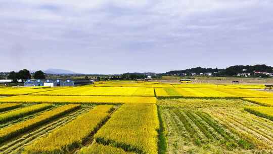 4k长沙隆平稻作公园秋收稻田航拍