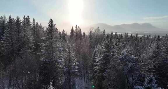 下雪大雪松树林雪中森林