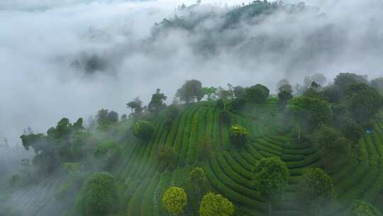 航拍云雾中的茶山