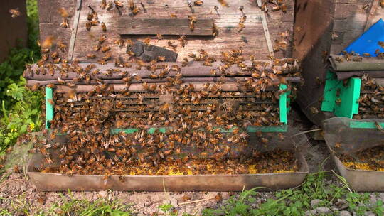 养蜂场蜜蜂特写