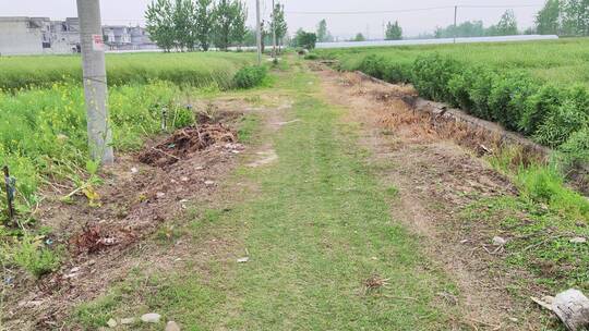 农村菜园房屋绿色植物