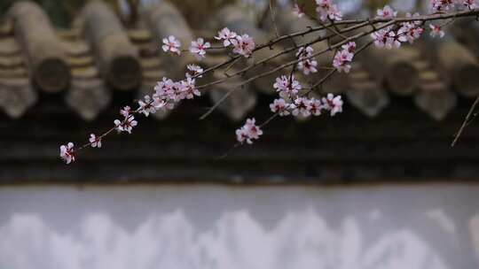 春天山桃花红