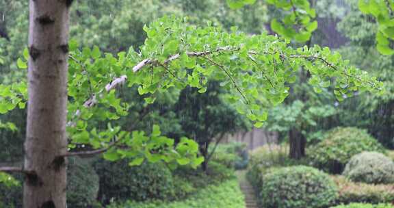 夏天雨水打在银杏叶上升格