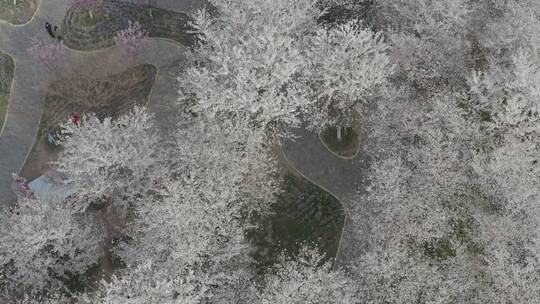 孤柏渡飞黄旅游区樱花园鲜花盛开