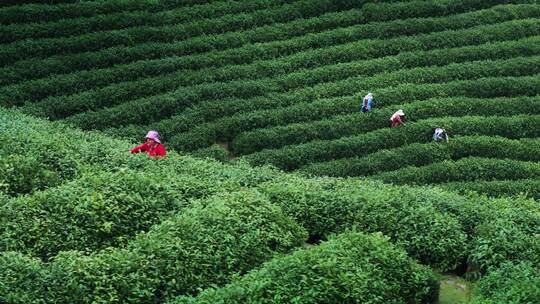 航拍茶园茶山风光