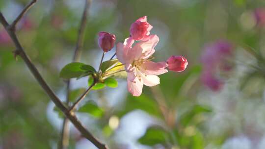 春天，苏州园林海棠花开合集