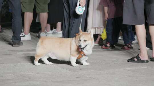 夏日夜幕：广场人群中的柯基犬萌态特写