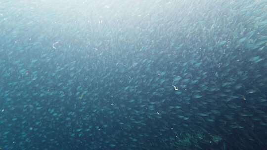 大海中的鱼群视频素材模板下载