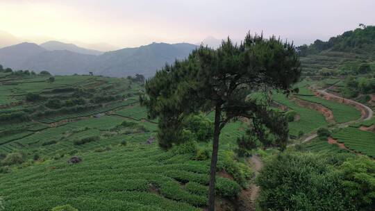 安溪茶园茶山航拍梯田绿色风景自然生态