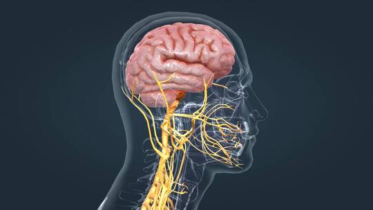 医学神经系统大脑小脑三维动画