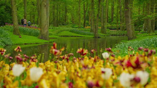 库肯霍夫花园与盛开的郁金香花坛世界上最大