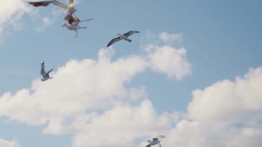 海鸥在海面飞翔升格