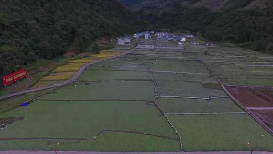 雷波马湖莼菜