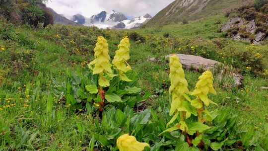 四川甘孜理塘格聂山区阿沙贡格雪山下的花海