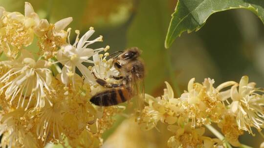 从花朵上采集花粉的蜜蜂