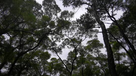 大自然植物树枝树叶