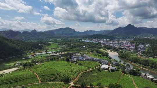 武夷山红茶茶园茶树茶叶航拍