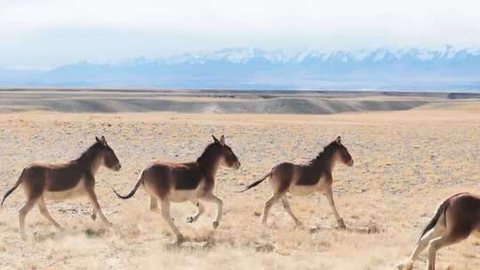 西藏野驴野生动物牦牛