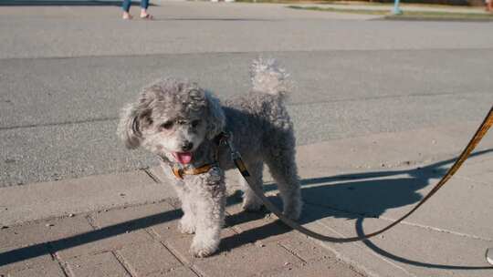 人行道上可爱的灰色贵宾犬和狗皮带