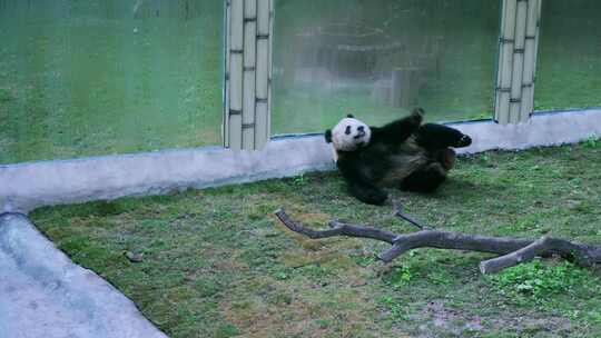 动物园大熊猫行走打滚