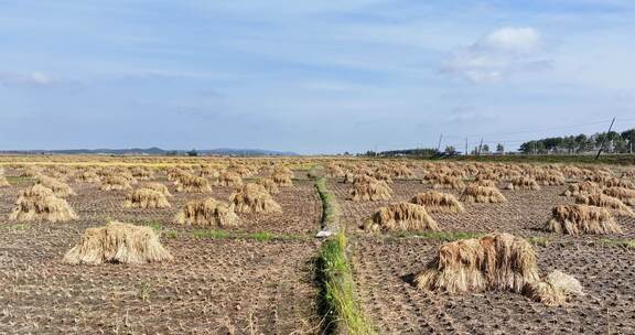 北大荒收割好的水稻稻子堆