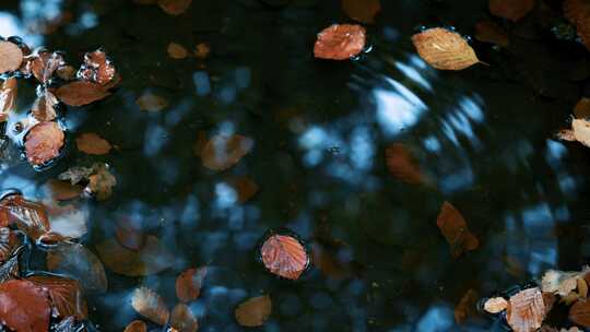 秋天落叶落在地面的积水里