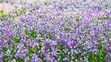 春天盛开的紫色二月兰花朵花丛花海高清在线视频素材下载