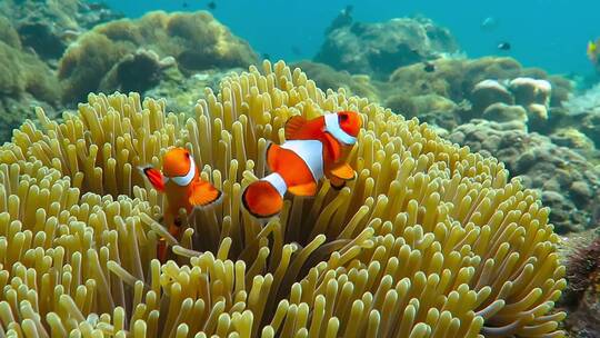 尼莫小丑鱼在珊瑚里玩耍
