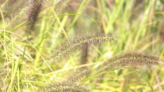 大尾巴草狗尾草 乡间田野