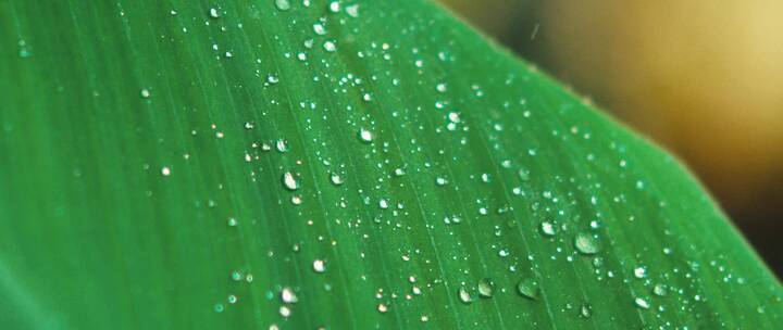 绿植上滴落的雨滴