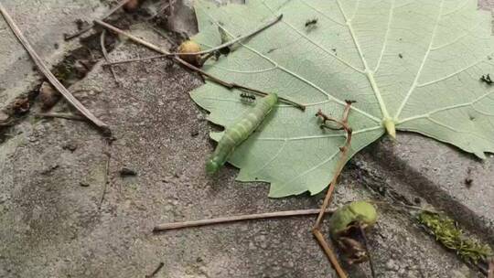 地上爬行的虫子特写