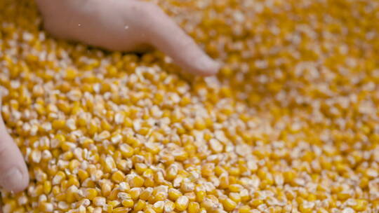 农民手中的玉米粒的慢镜头