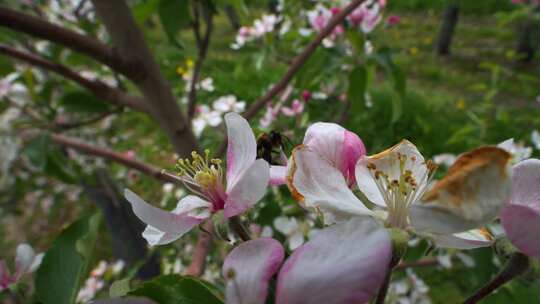 蜜蜂，授粉，昆虫，大黄蜂