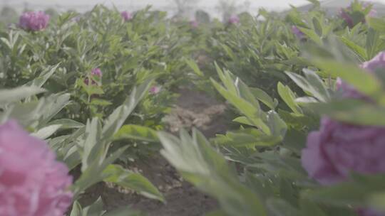 牡丹花种植LOG视频素材