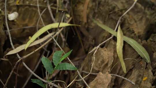 树林中的老木头桩实拍