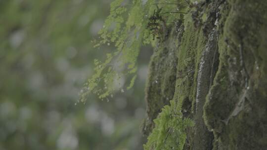 4k原创大自然森林绿叶雨水珠滴落