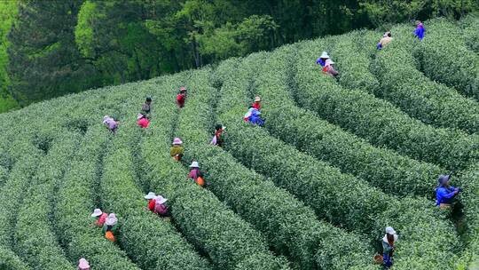 航拍茶园采茶工 航拍山区茶山 采茶人