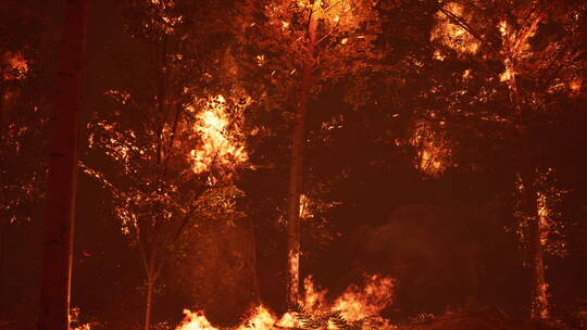 夜间森林里熊熊燃烧的大火视频素材模板下载