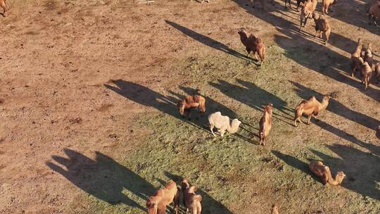 内蒙古阿拉善盟阿右旗骆驼养殖