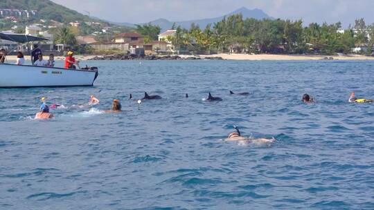 大海野生海豚追海豚和海豚同游