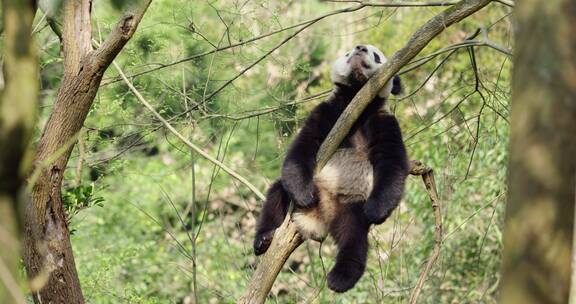 春天山林里坐在树上懒洋洋睡觉的国宝大熊猫