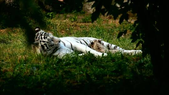白虎在大自然中休息