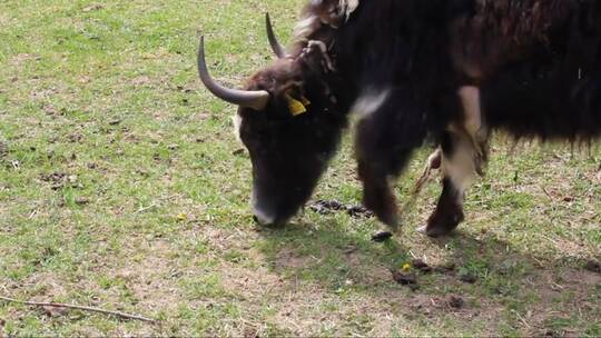 西藏牦牛在啃食草坪