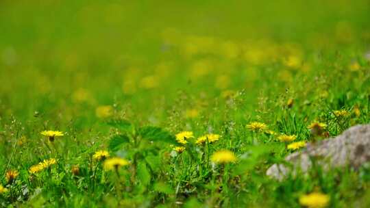 新疆伊犁恰西森林草原鲜花视频